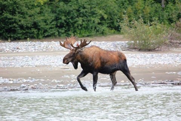 Muddy Water Adventures | Wrangell, Alaska